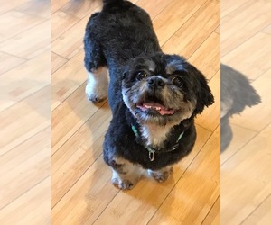 ShihPoo Dogs for adoption in Social Circle, GA, USA