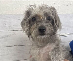 Mutt Dogs for adoption in San Bernardino, CA, USA