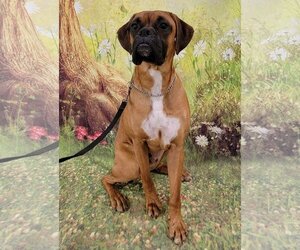 Boxer Dogs for adoption in Lake Stevens , WA, USA