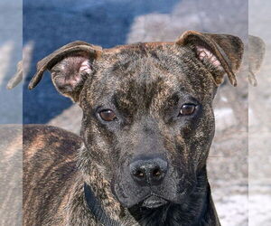 American Staffordshire Terrier-Boxer Mix Dogs for adoption in Huntley, IL, USA