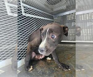 American Pit Bull Terrier Dogs for adoption in Bakersfield, CA, USA