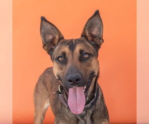 German Shepherd Dog-Unknown Mix Dogs for adoption in Pasadena, CA, USA