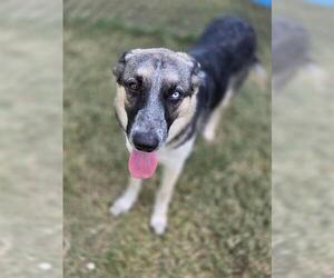 German Shepherd Dog Dogs for adoption in Temple, TX, USA