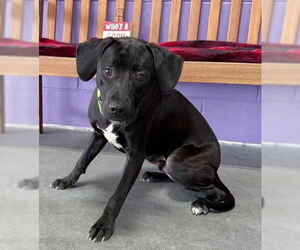 Labbe Dogs for adoption in Genesee, WI, USA