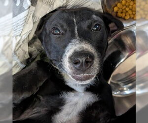 Labrador Retriever-Unknown Mix Dogs for adoption in San Antonio, TX, USA