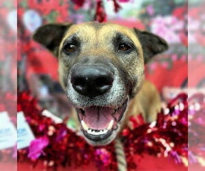 German Shepherd Dog-Unknown Mix Dogs for adoption in Long Beach, CA, USA