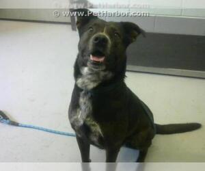 Mastiff-Unknown Mix Dogs for adoption in Corpus Christi, TX, USA