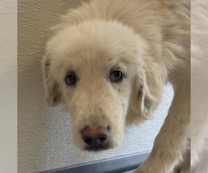 Great Pyrenees Dogs for adoption in Vail, AZ, USA