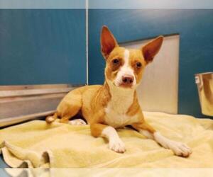 Chihuahua Dogs for adoption in Conroe, TX, USA