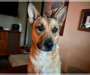 Mutt Dogs for adoption in Fort Collins, CO, USA