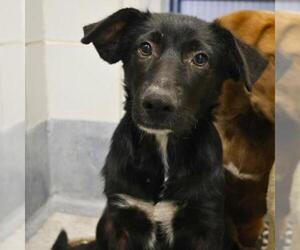 Labrador Retriever-Unknown Mix Dogs for adoption in San Antonio, TX, USA