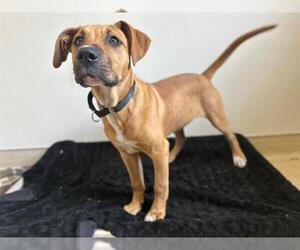 American Pit Bull Terrier-Unknown Mix Dogs for adoption in McKinleyville, CA, USA