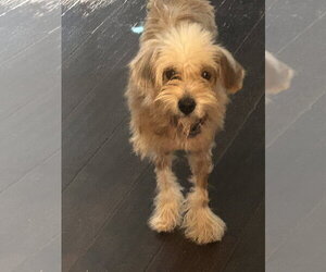 Shih Apso Dogs for adoption in Hillsboro, MO, USA