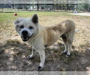 Huskies -Unknown Mix Dogs for adoption in Conroe, TX, USA