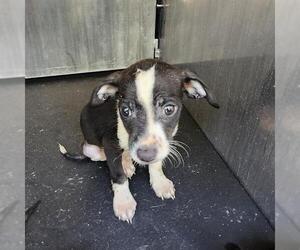 Mutt Dogs for adoption in San Antonio, TX, USA