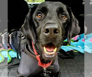 Labrador Retriever Dogs for adoption in Brooklyn Center, MN, USA