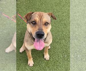Chinese Shar-Pei-Unknown Mix Dogs for adoption in Fayetteville, NC, USA