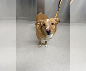 Labrador Retriever-Unknown Mix Dogs for adoption in Fairbanks, AK, USA