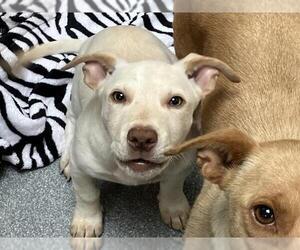 Cardigan Welsh Corgi-Chihuahua Mix Dogs for adoption in Orange, CA, USA