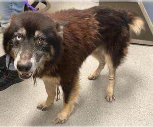 Siberian Husky-Unknown Mix Dogs for adoption in Orange, CA, USA