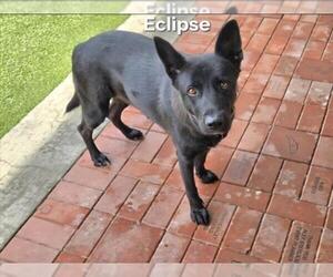 German Shepherd Dog-Unknown Mix Dogs for adoption in Derwood, MD, USA