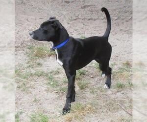 Labrador Retriever-Whippet Mix Dogs for adoption in Camden, SC, USA