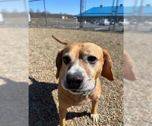 Beagle-Unknown Mix Dogs for adoption in Canfield, OH, USA