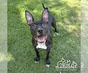 American Pit Bull Terrier Dogs for adoption in Irvine, CA, USA