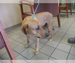Labrador Retriever-Unknown Mix Dogs for adoption in Ocala, FL, USA