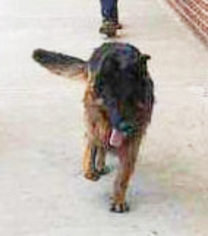 Medium Photo #1 German Shepherd Dog Puppy For Sale in Palm Harbor, FL, USA