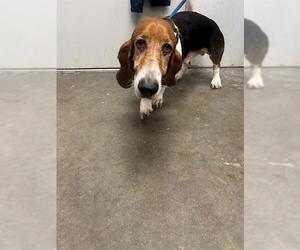 Basset Hound Dogs for adoption in Rosenberg, TX, USA