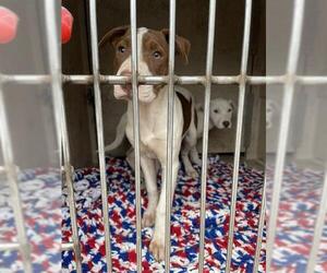 American Pit Bull Terrier-Unknown Mix Dogs for adoption in Oklahoma City, OK, USA
