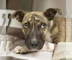 Boxer-Unknown Mix Dogs for adoption in San Antonio, TX, USA