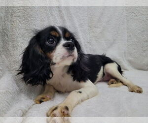 Cavalier King Charles Spaniel Dogs for adoption in Lincolnwood, IL, USA