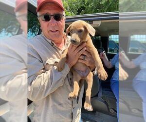 Labrador Retriever-Unknown Mix Dogs for adoption in Stockton, CA, USA