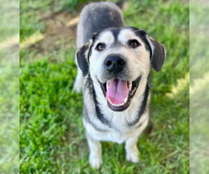 Siberian Husky Dogs for adoption in Riverside, CA, USA