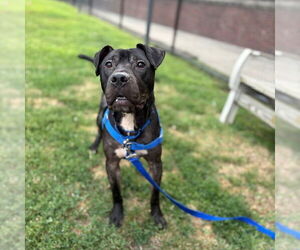 American Staffordshire Terrier Dogs for adoption in Boston, MA, USA