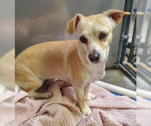 Chihuahua-Unknown Mix Dogs for adoption in Ventura, CA, USA