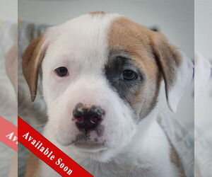 American Staffordshire Terrier-Boxer Mix Dogs for adoption in Huntley, IL, USA