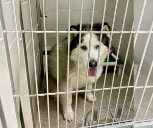 - Mix Dogs for adoption in Virginia Beach, VA, USA