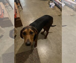 Black and Tan Coonhound Dogs for adoption in Stover, MO, USA