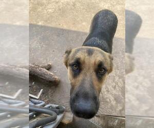 German Shepherd Dog Dogs for adoption in San Antonio, TX, USA