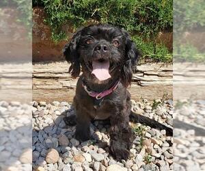 Lhasa Apso Dogs for adoption in Albuquerque, NM, USA