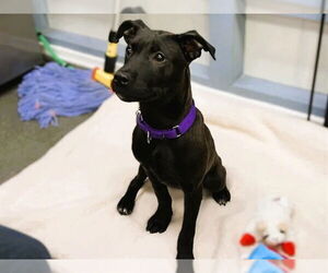 Mutt Dogs for adoption in Redwood City, CA, USA