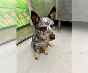 Mutt Dogs for adoption in Waco, TX, USA