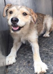 Border Terrier Dogs for adoption in Seattle, WA, USA