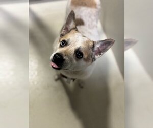 Mutt Dogs for adoption in Paso Robles, CA, USA