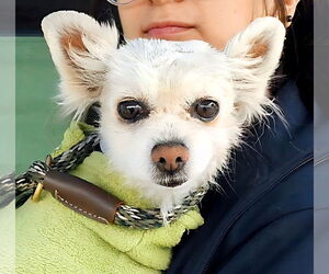 Pomeranian Dogs for adoption in Pasadena, CA, USA