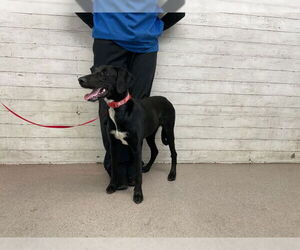 Weimaraner Dogs for adoption in San Bernardino, CA, USA