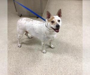 Mutt Dogs for adoption in Riverside, CA, USA